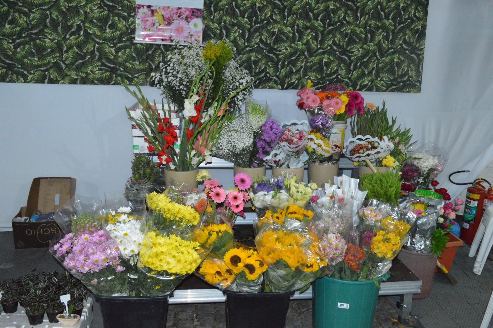 Festa da Flor